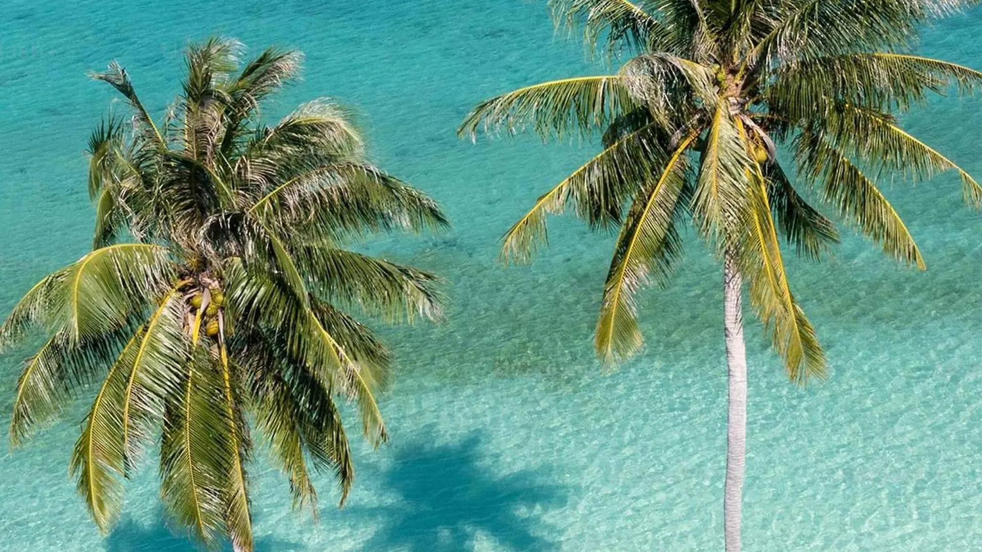 Appartement T2 Tout Confort A 50M De La Plage Anse Mitan Les Trois-Ilets Apartamento